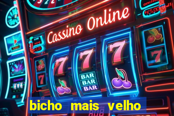 bicho mais velho da loteria dos sonhos